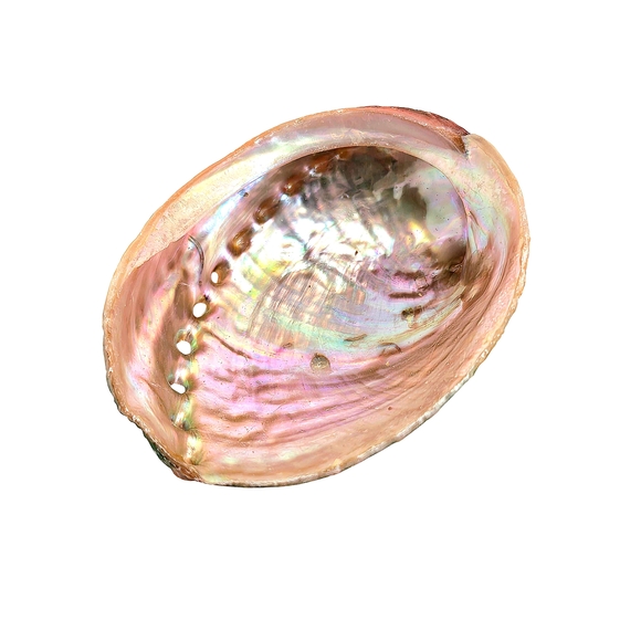 12pc Palo Santo Aromatic Premium Organic Holy Wood Abalon Shell Holder Stand Set - Picture 10 of 12